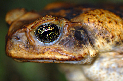 Cane Toad Diet Facts Fast-Food